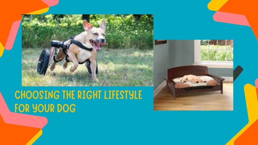Dog lifestyle