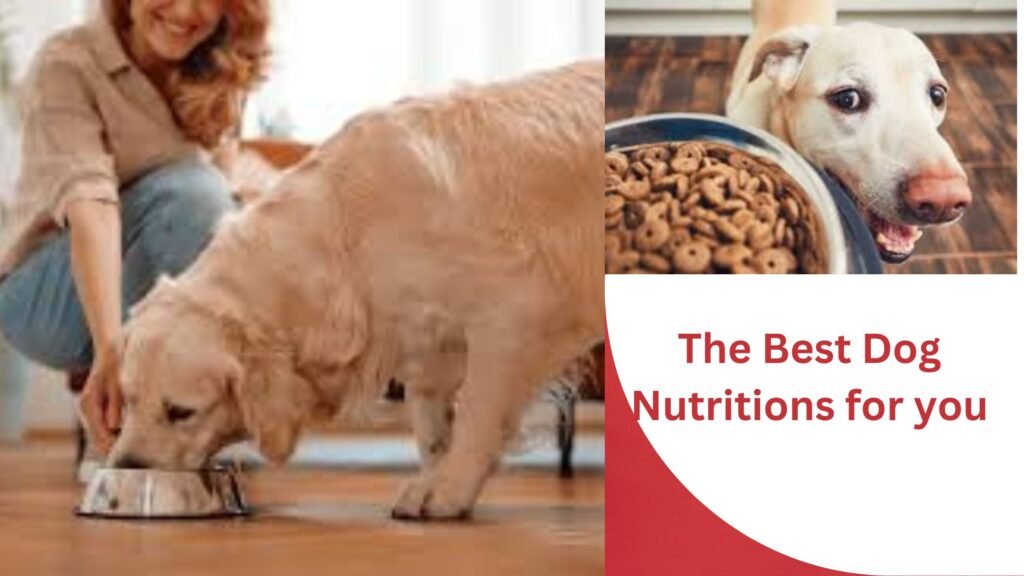 Dog Nutrition & Health